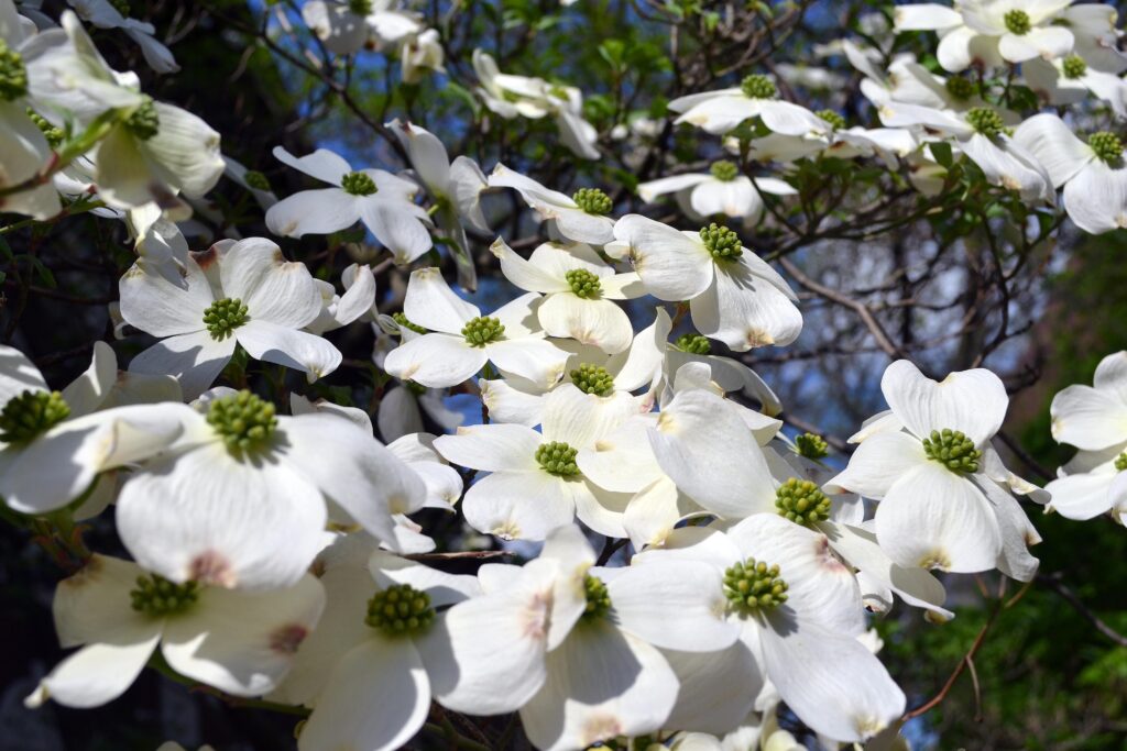 Dogwood flowers picture