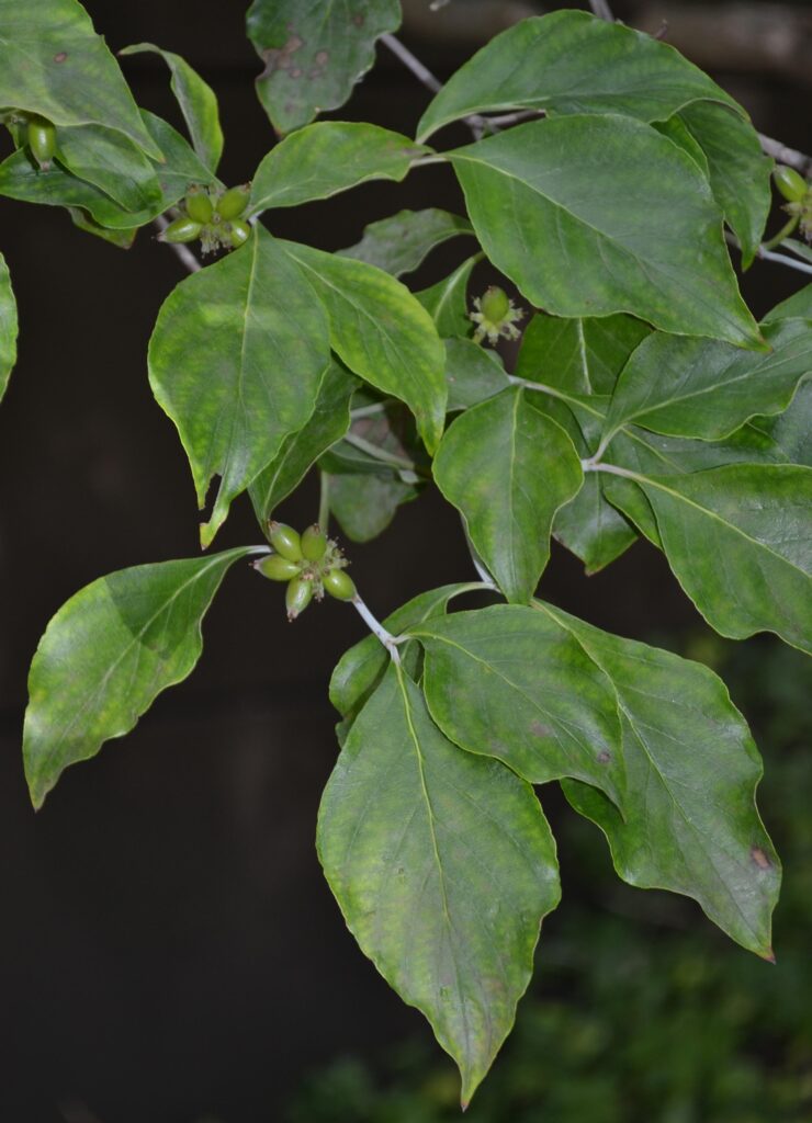 Dogwood leaves picture