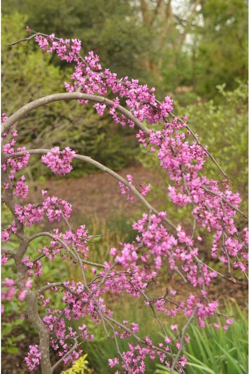 Eastern redbud flower picture