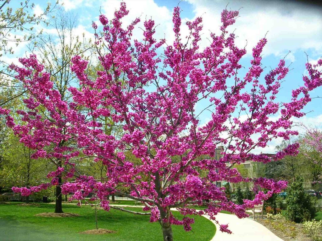 Eastern redbud flowering tree picture