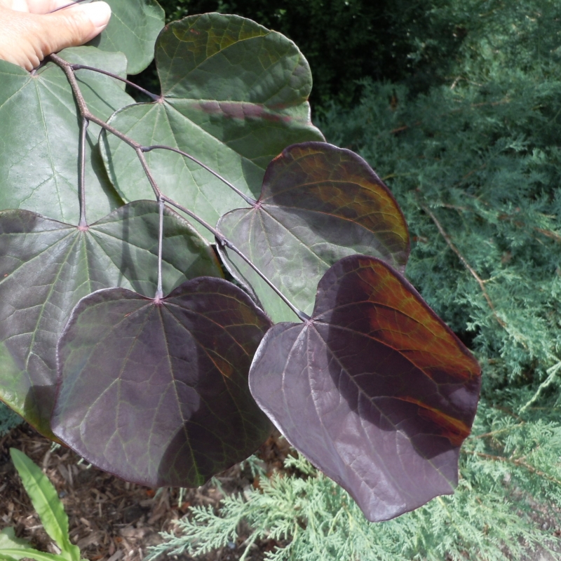 Eastern redbud leaves picture