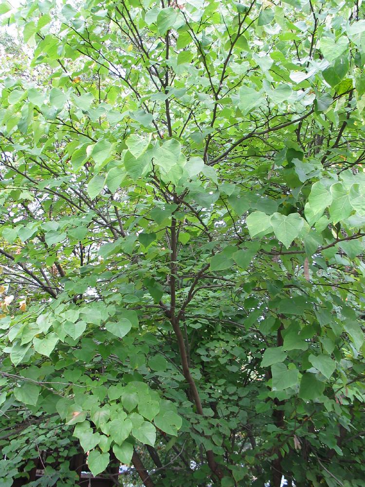 Eastern redbud tree picture