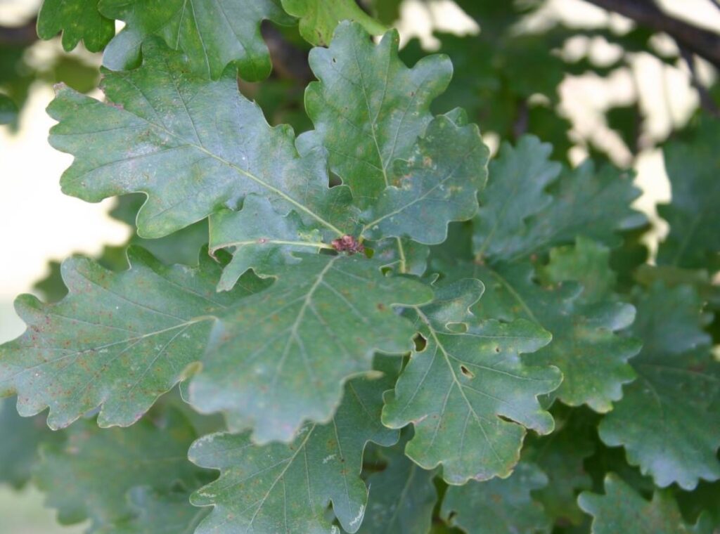 English oak tree leaves picture