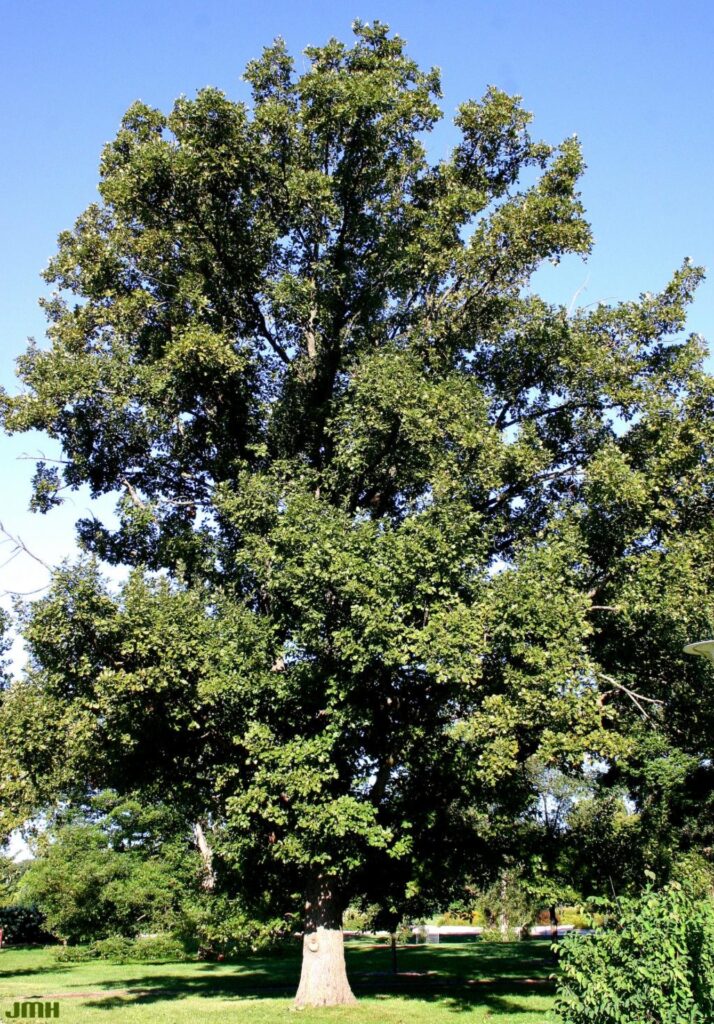 English oak tree picture