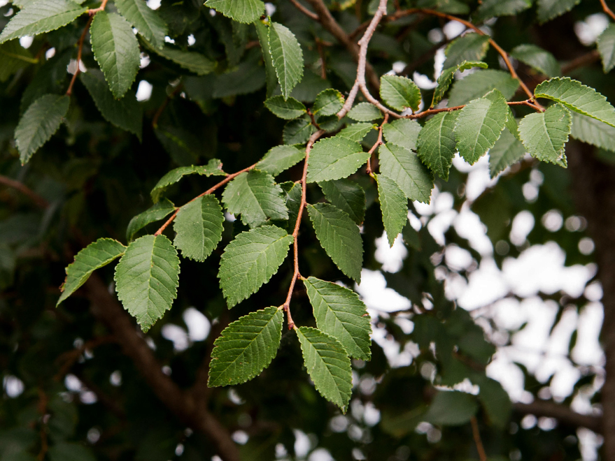 Frontier elm leaves picture