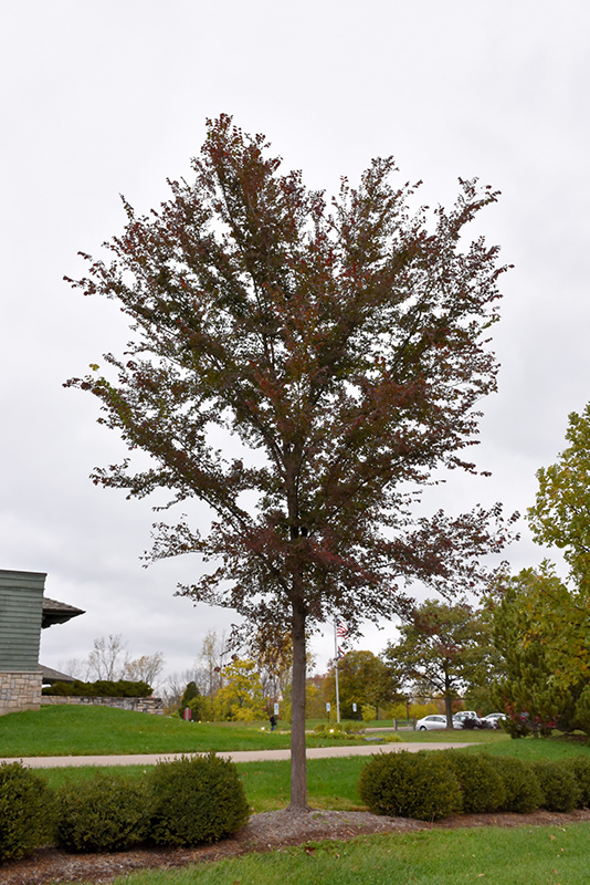 Frontier elm tree picture