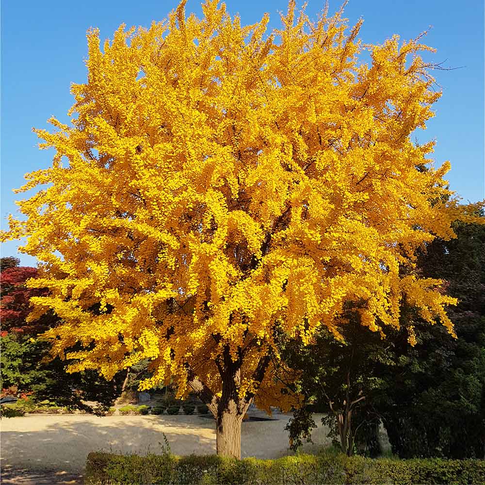 Gingko fall tree picture