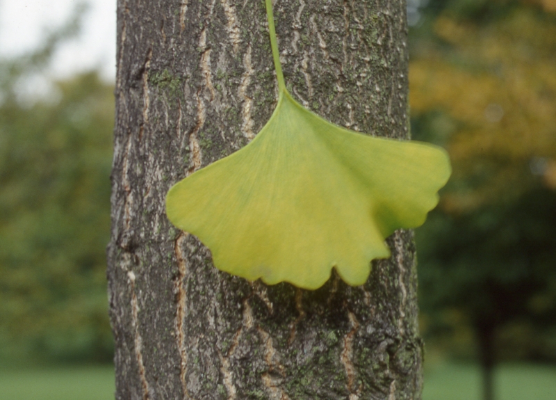 Ginkgo leaf picture