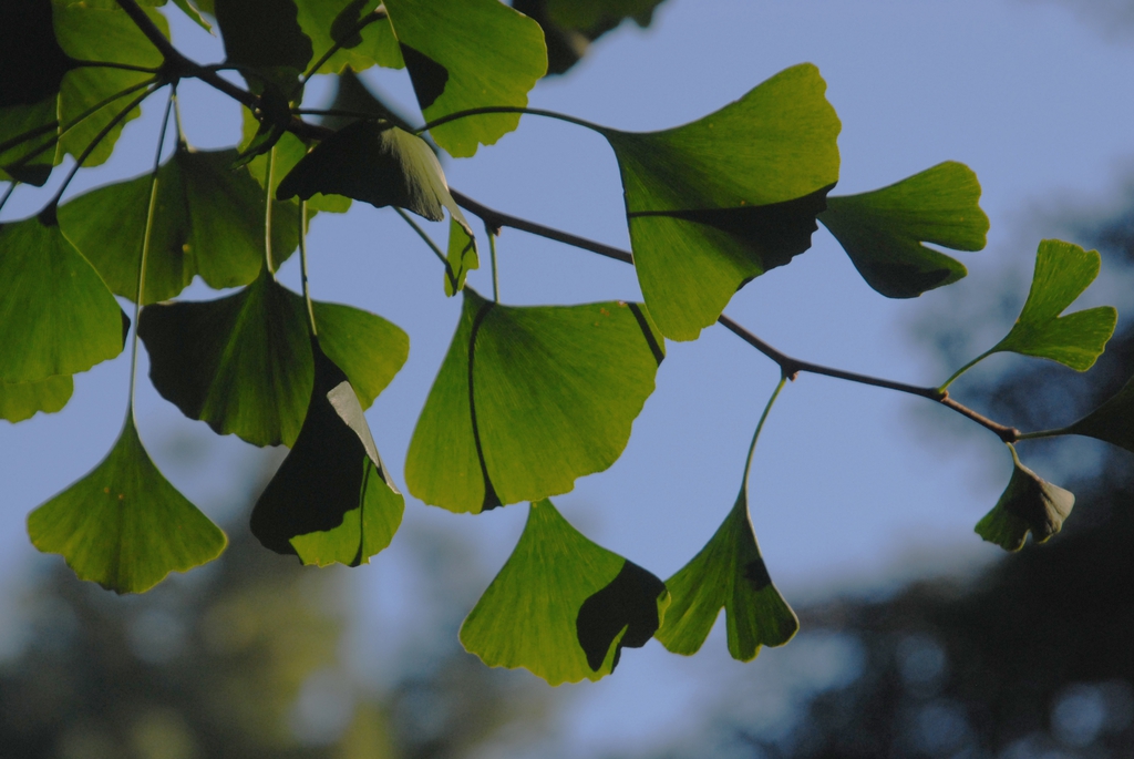 Ginkgo leaves picture