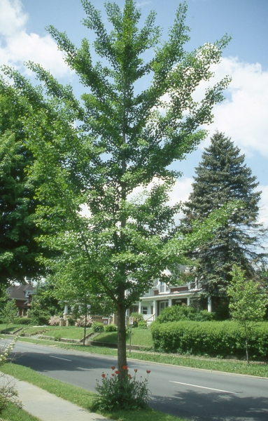 Ginkgo tree picture