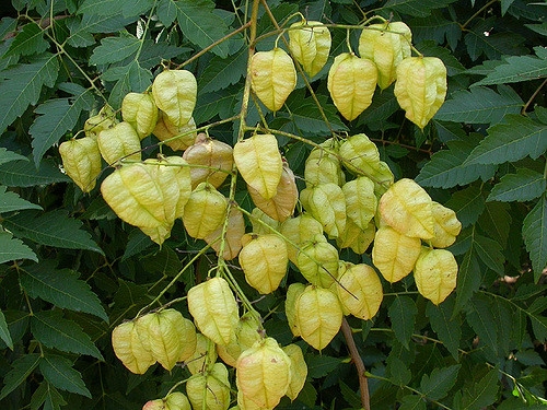 Goldenrain tree fruit picture