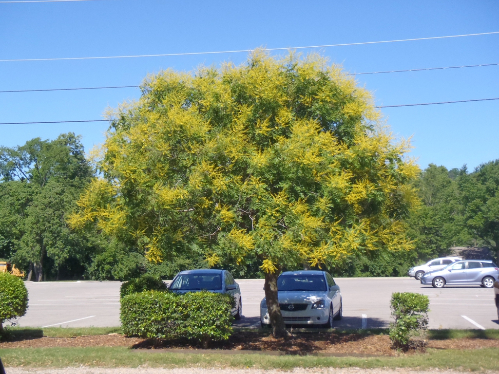 Goldenrain tree picture