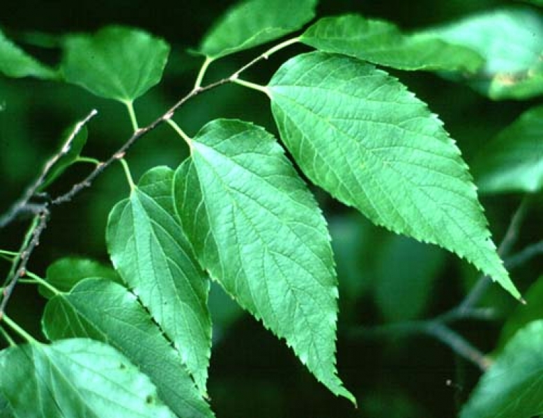 Hackberry leaves picture