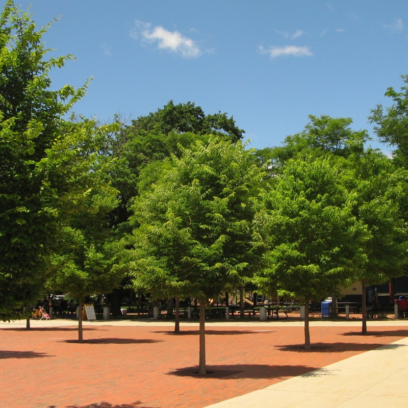 Hackberry tree picture