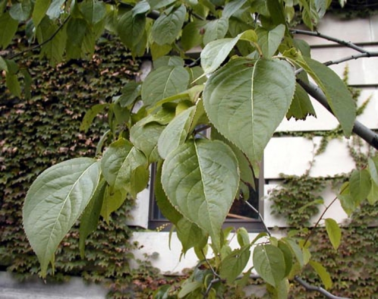 Hardy rubber tree leaves picture