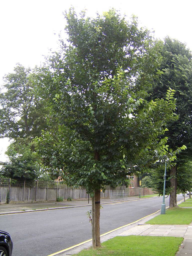 Homestead elm tree picture