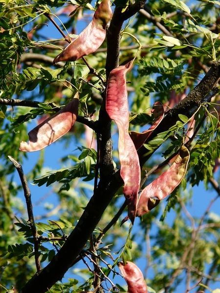 Honeylocust fruit picture