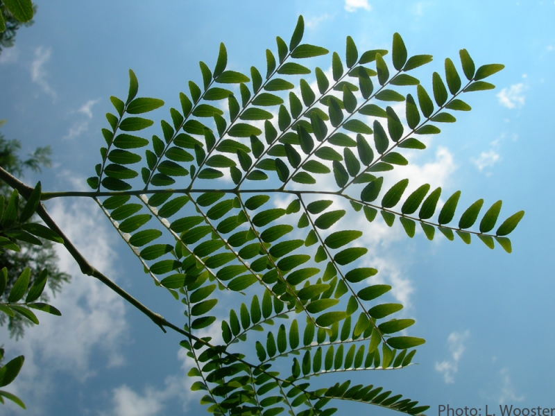 Honeylocust leaves picture