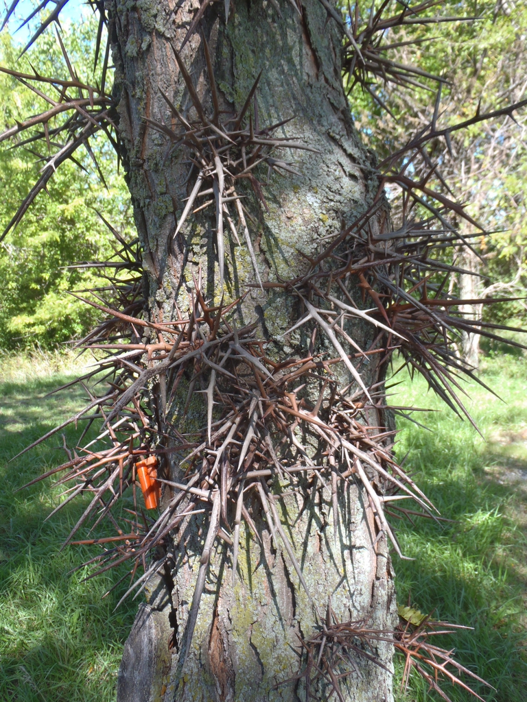 Honeylocust tree thorns picture