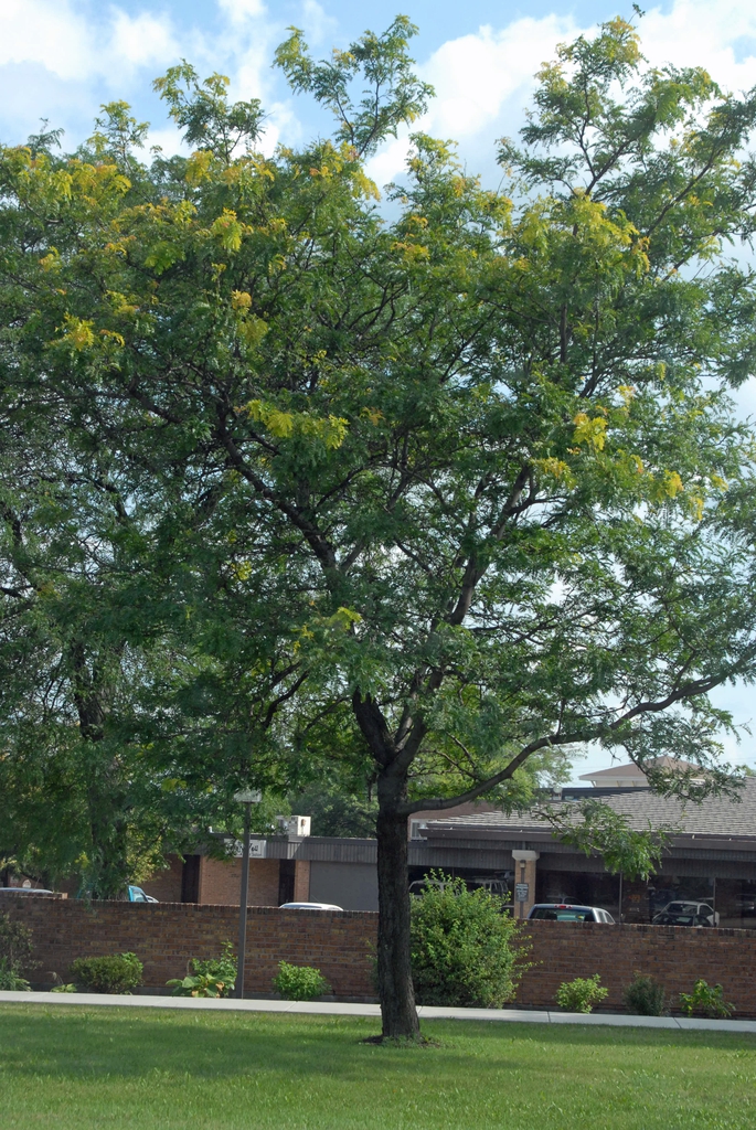 Honeylocust tree picture