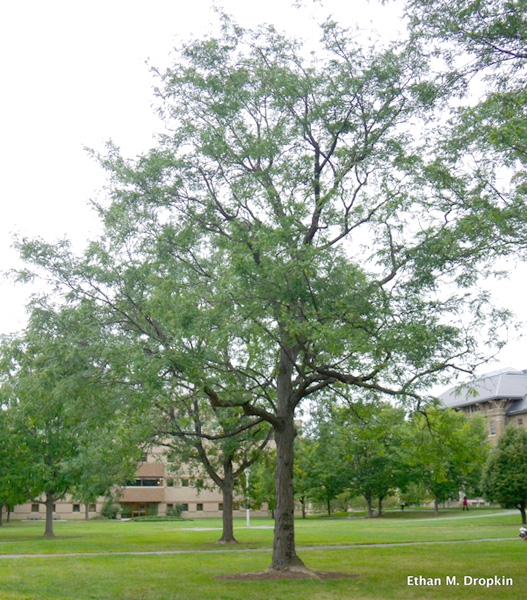 Honeylocust tree picture