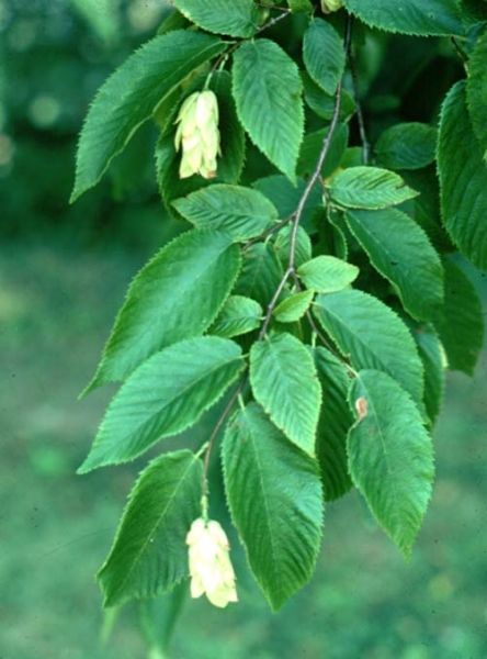 Hop hornbeam leaves picture