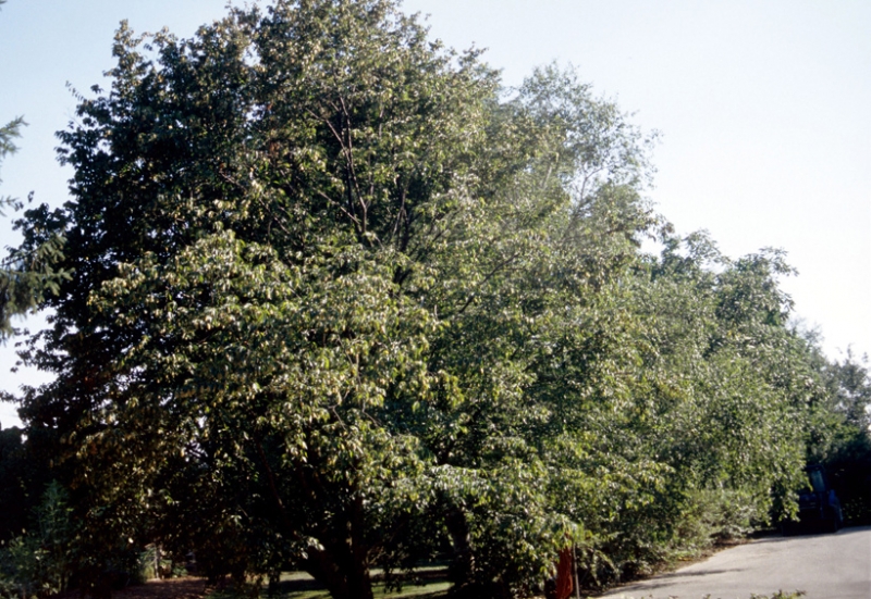 Hop hornbeam tree picture