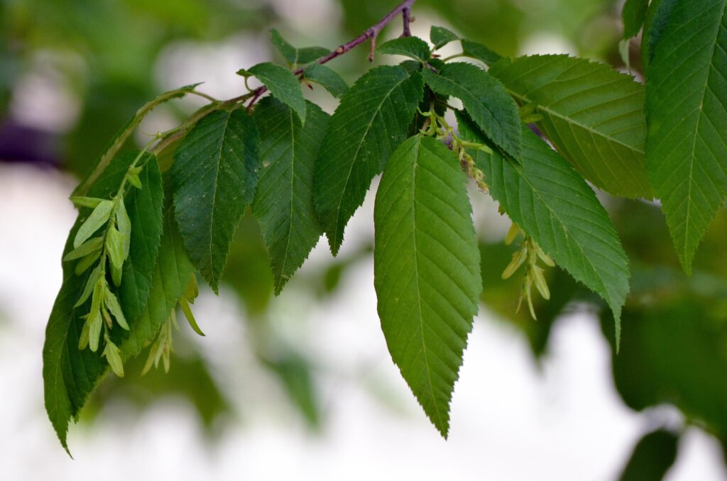 Hornbeam leaves picture