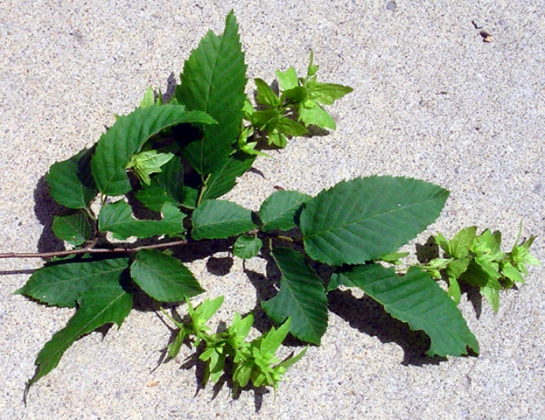 Hornbeam leaves picture