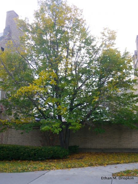 Hornbeam tree picture