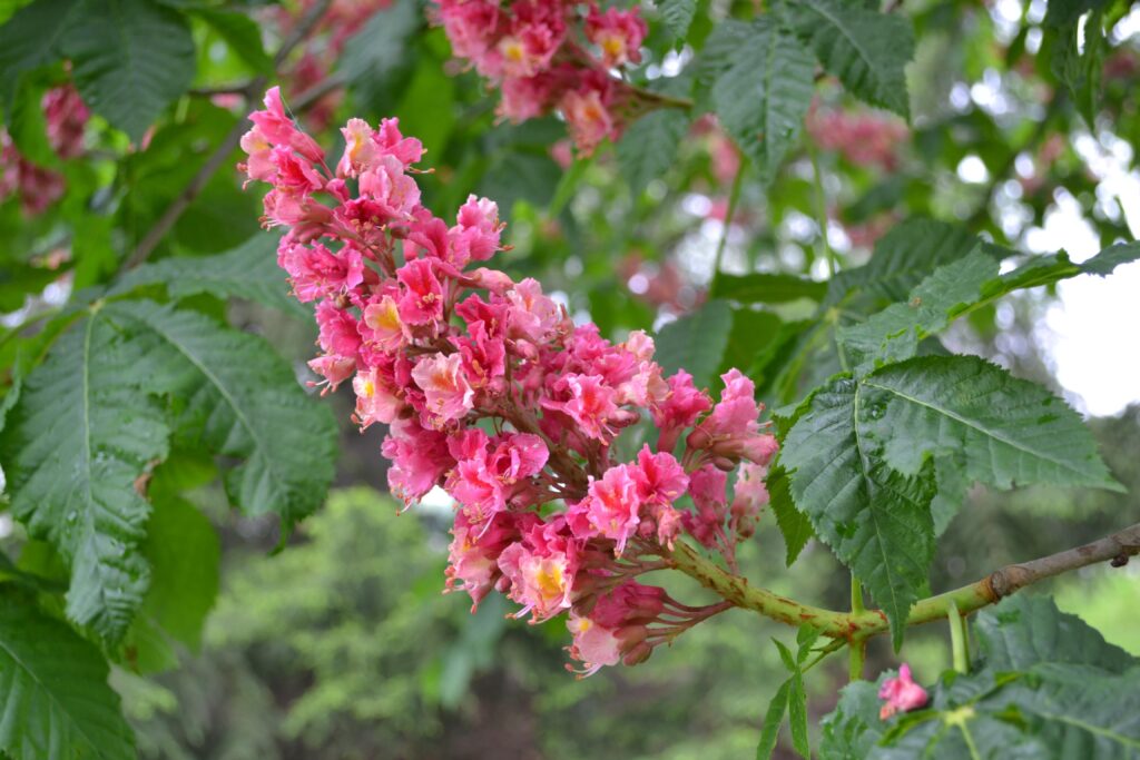 Horsechestnut flowers picture