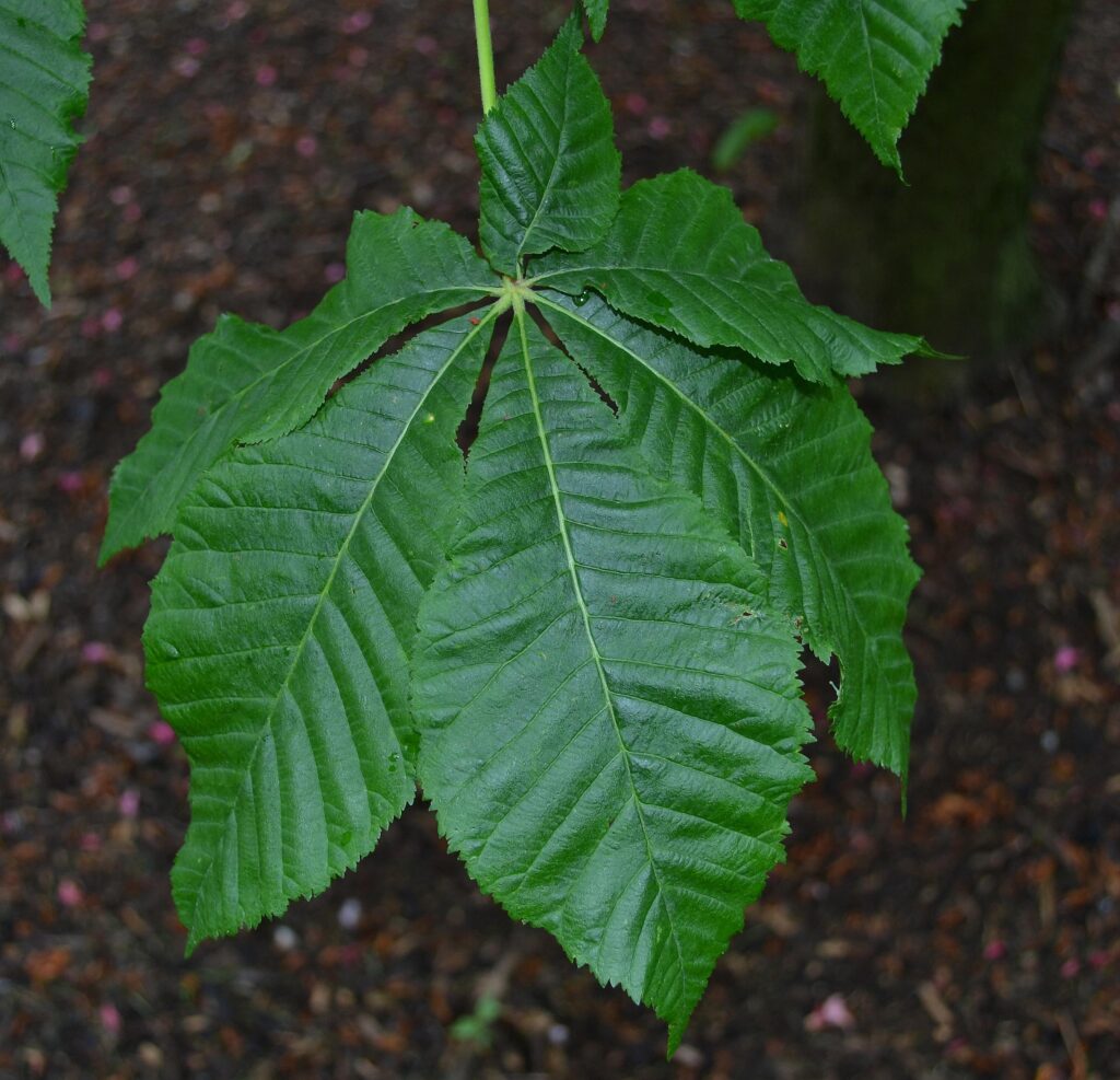 Horsechestnut leaves picture