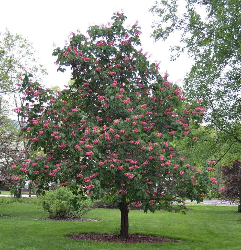 Horsechestnut tree picture