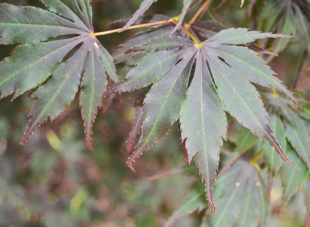 Japanese Maple leaves picture