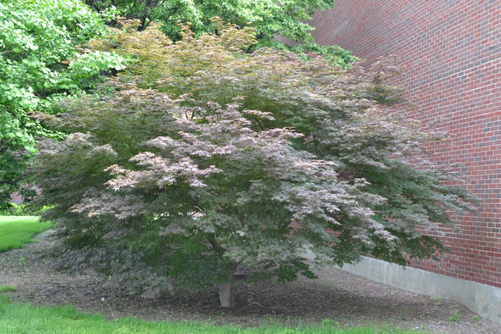 Japanese Maple tree picture