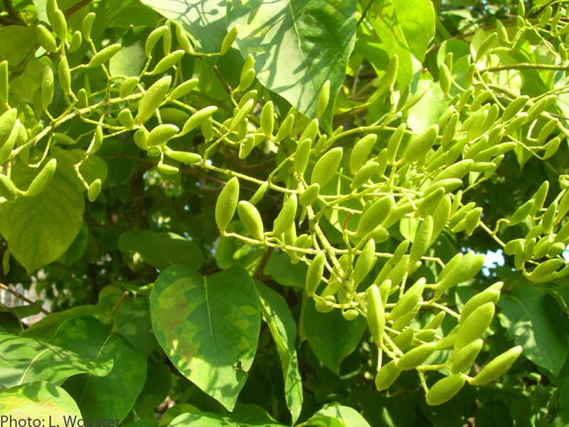 Japanese tree lilac leaves picture