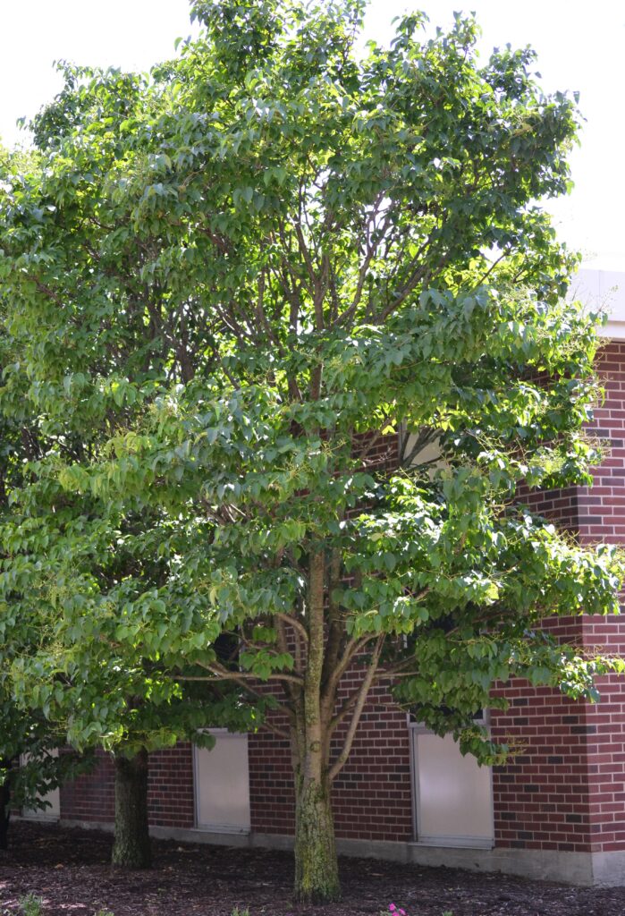 Japanese tree lilac picture