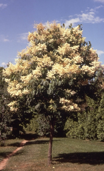 Japanese tree lilac tree picture
