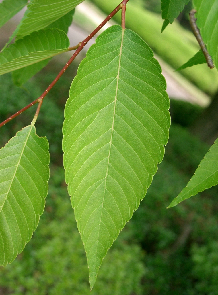 Japanese zelkova leaf picture