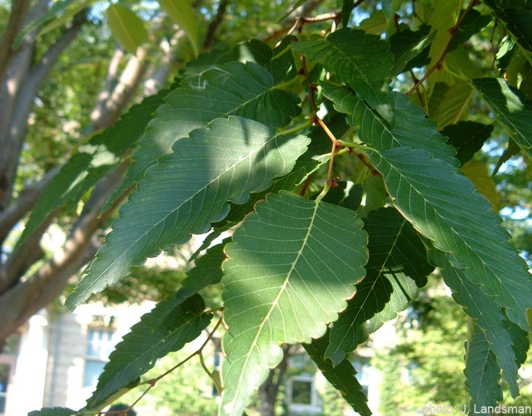 Japanese zelkova leaves picture