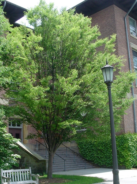 Japanese Zelkova tree picture