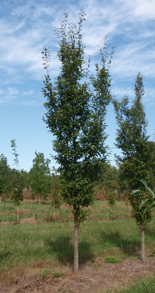 Japanese Zelkova tree picture