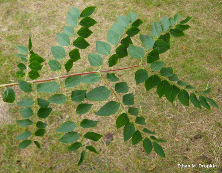 Kentucky Coffeetree leaves picture