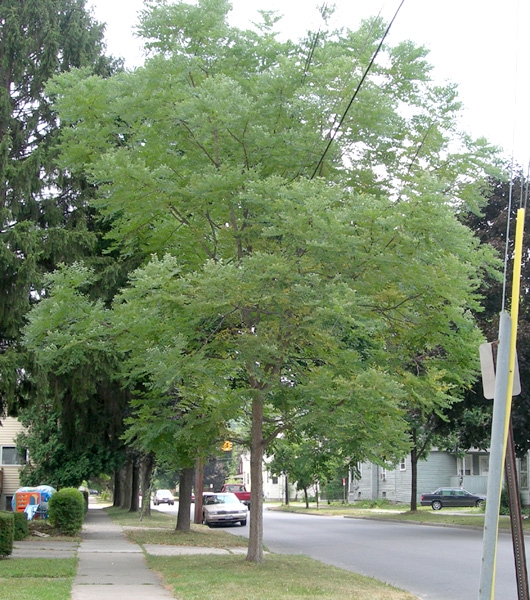 Kentucky Coffeetree tree picture