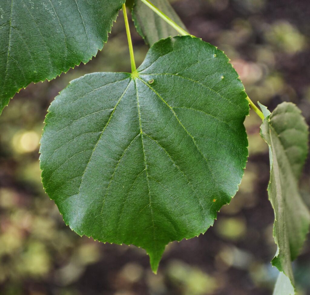 Littleleaf linden leaf picture