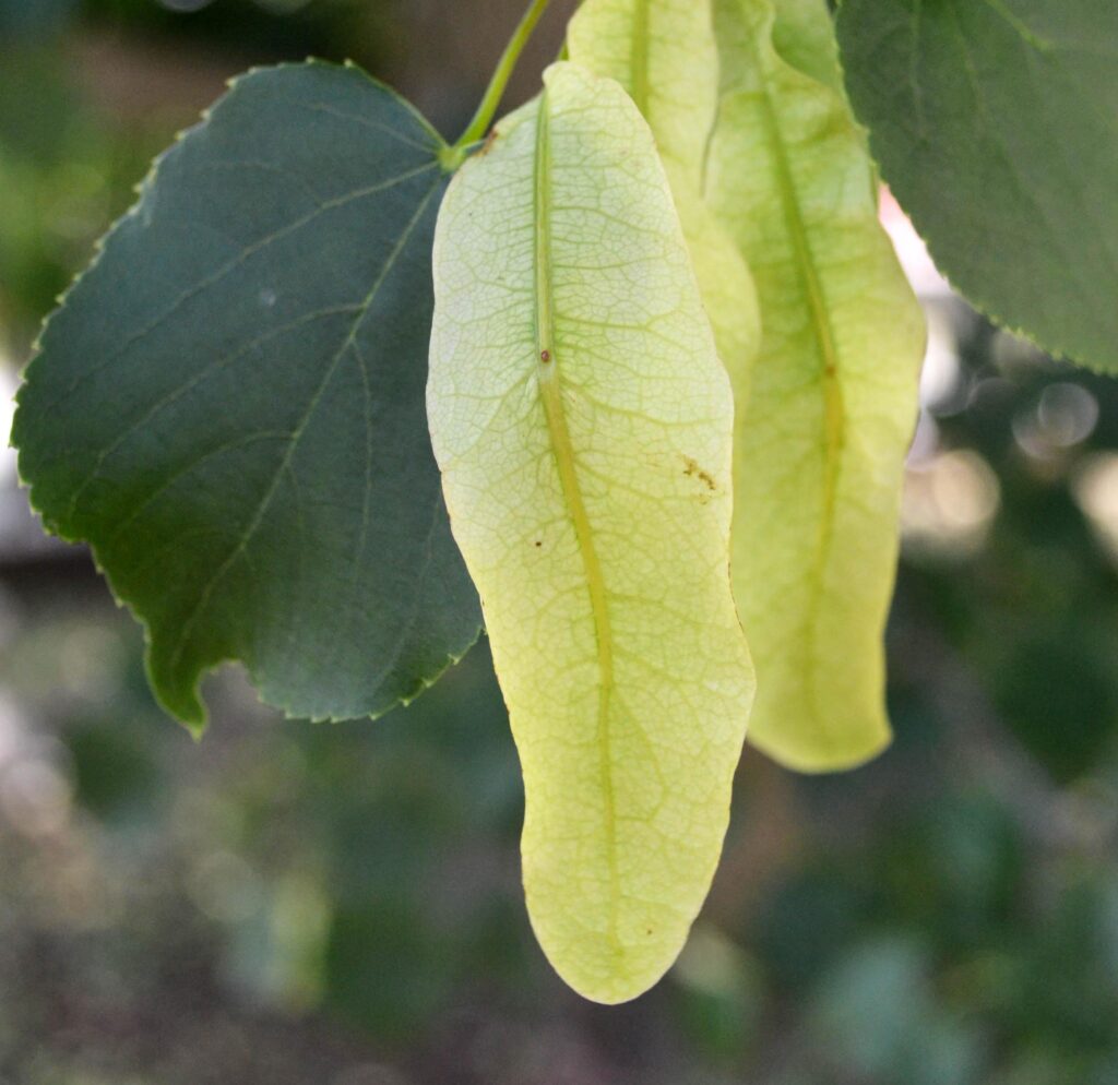 Littleleaf linden leaves picture