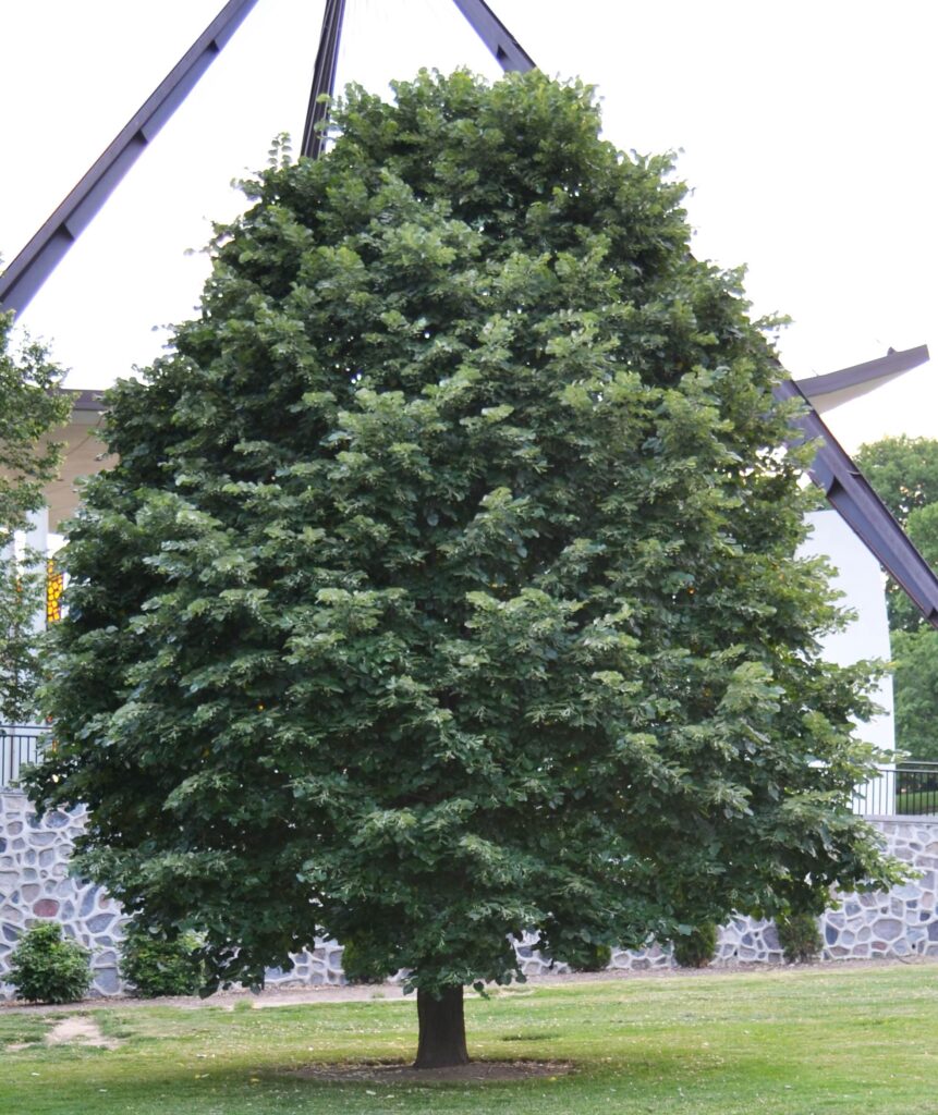 Littleleaf linden tree picture