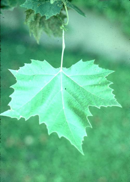 London Planetree leaf picture