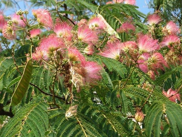 Mimosa leaves picture