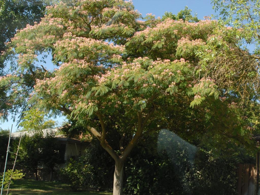 Mimosa tree picture